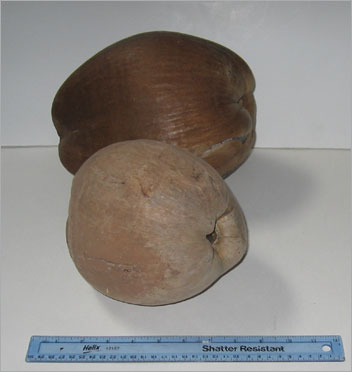 Buy unpainted coconuts for crafts