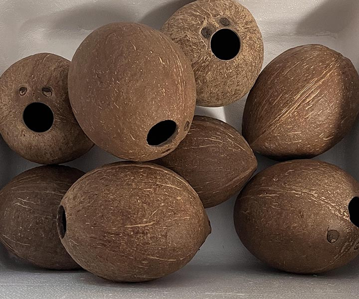 Natural Eco friendly Coconut Shell Halves Natural 2 Shells (In Case pack 2)
